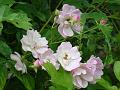 2011-0613-1350_Rambling_Rose_20,7C